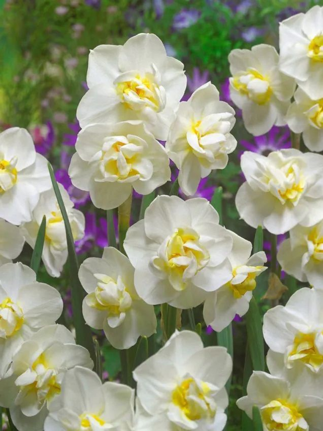 Narcisse White Cheerfulness – Narcisse double parfumé