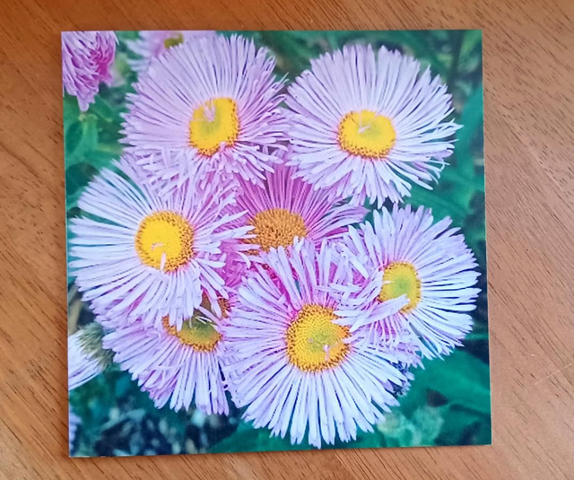 Erigeron Pink