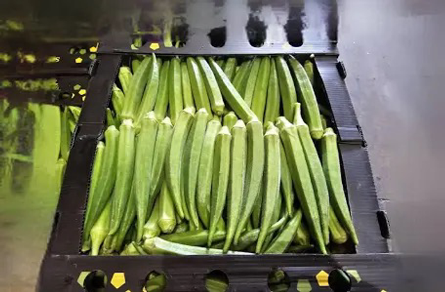 Okra