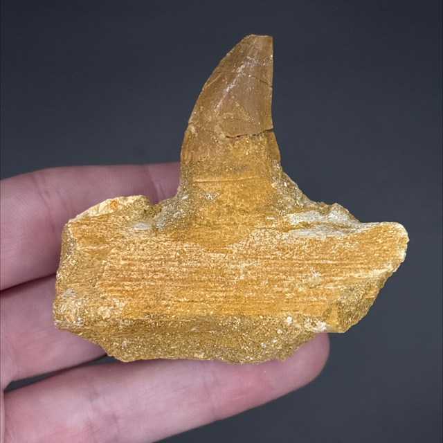 Mosasaur Jaw Section