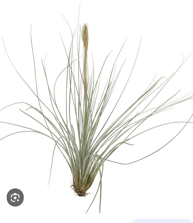 juncea