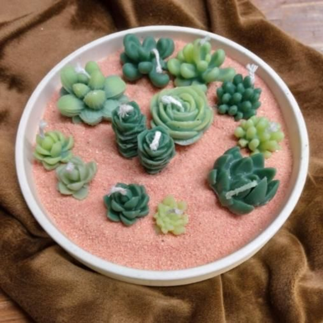 Composition plantes grasses 