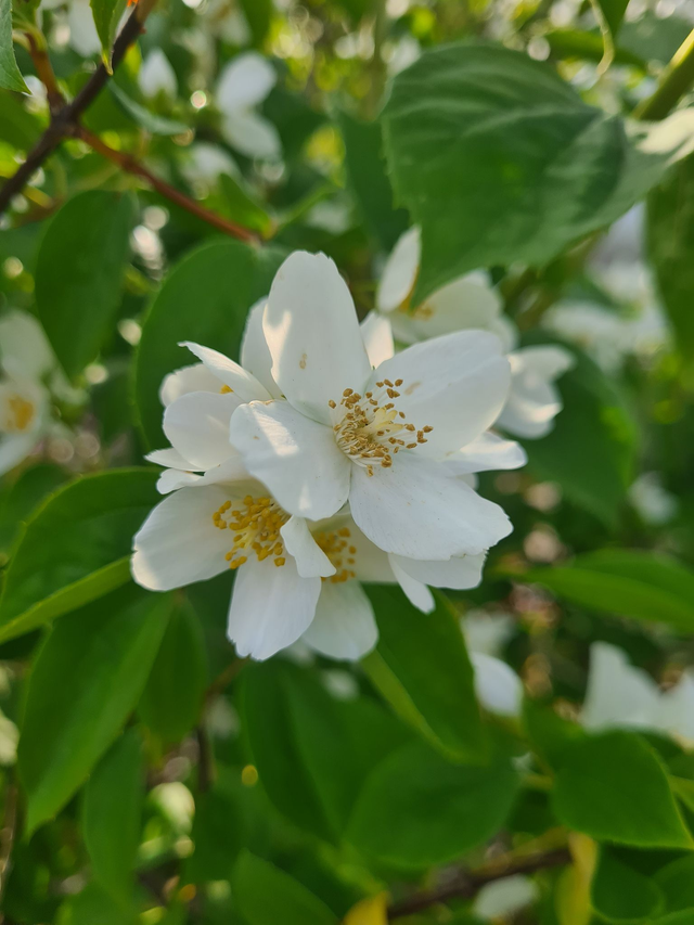 philadelphus coronarius - Mock Orange - 1ltr pot