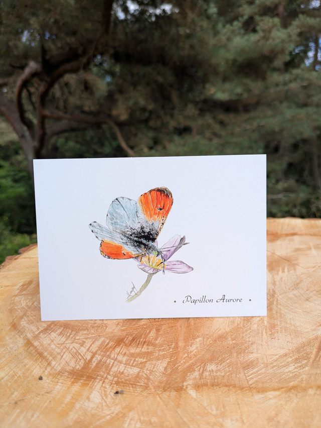 Carte postale Papillon Aurore
