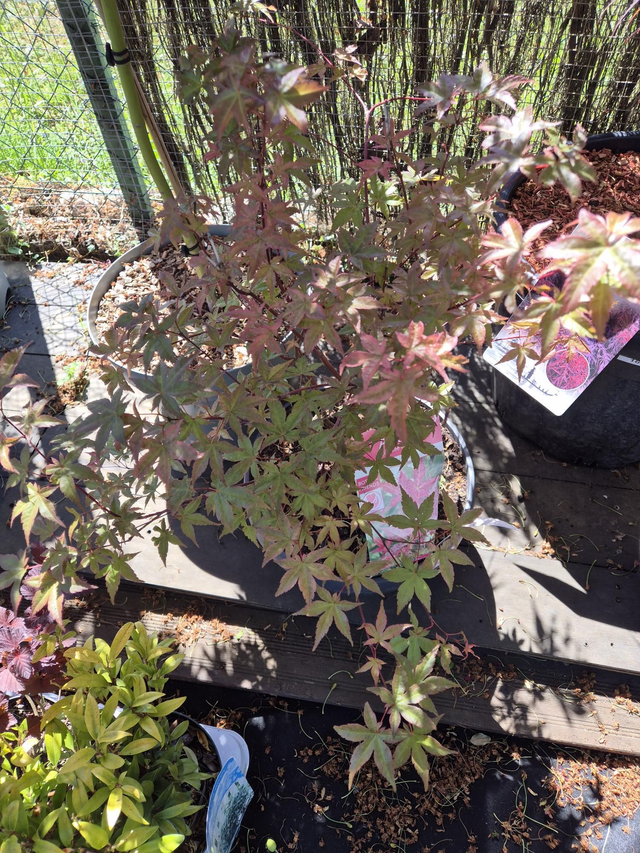 Erable Beni Maiko coupe 31cm (acer)