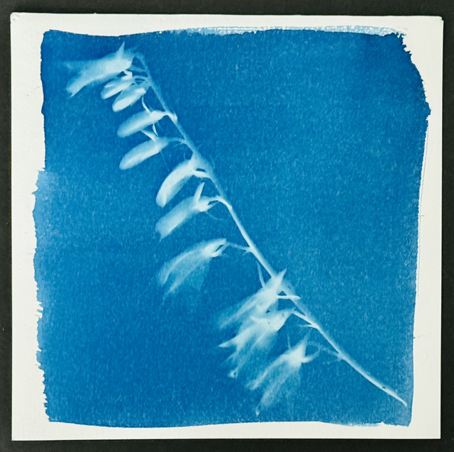 Blüte aus dem Feenwald 1 - Cyanotopie