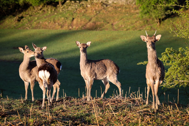 Pre-Sunday Lunch Deer Park Walk – Guided Tour