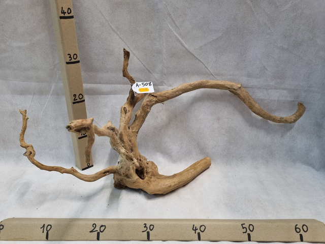 Racine araignée A-508