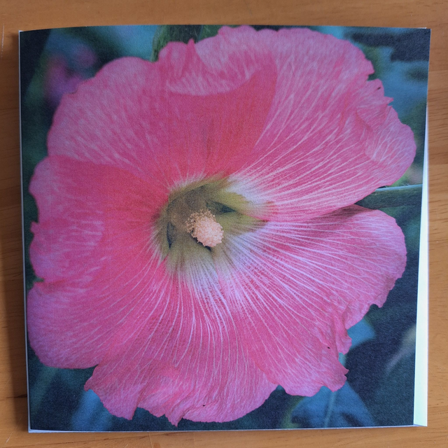 Flower and nature greeting card (with envelope) - Hollyhock.