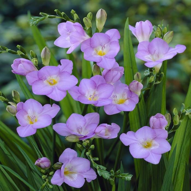 Boucles d'oreilles Freesia
