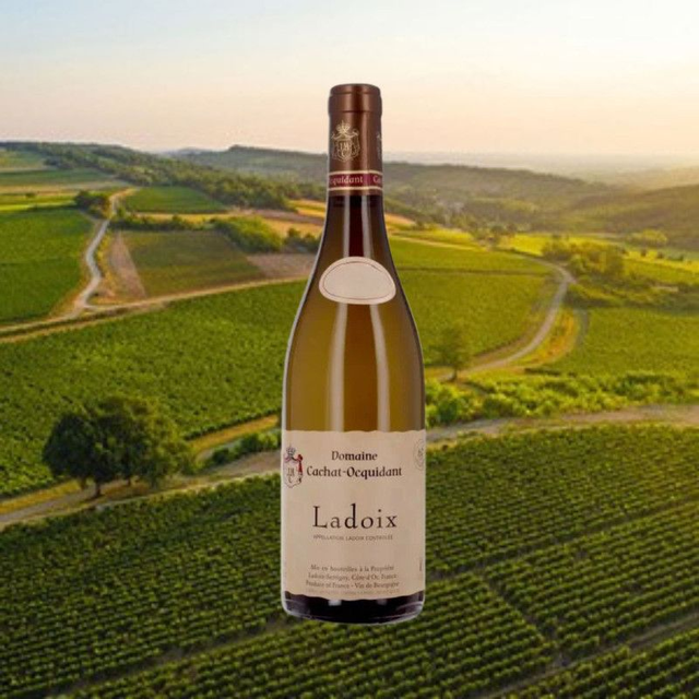 Ladoix Blanc 2022//Domaine CACHAT OCQUIDANT