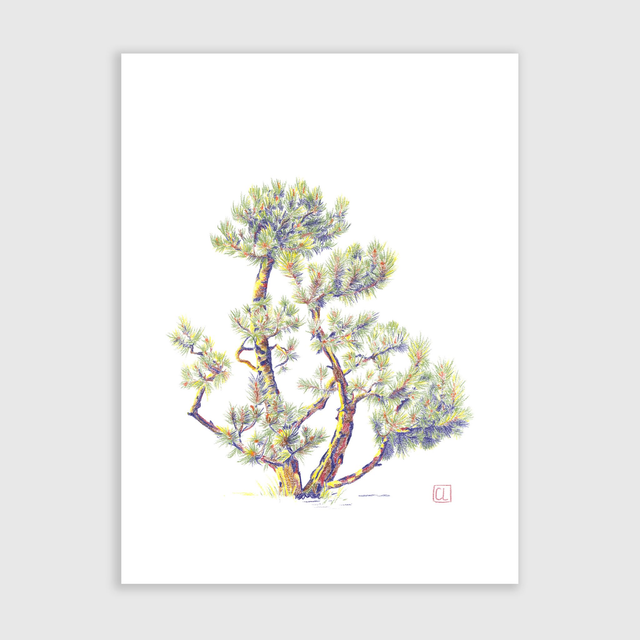 Tirage d'art - Pin des Alpes