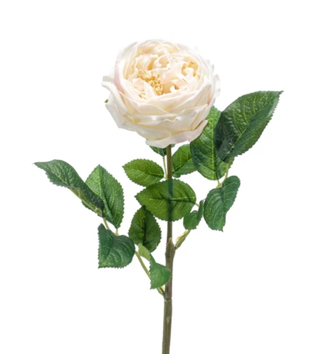 Rose jenny spray Cream Real Touch