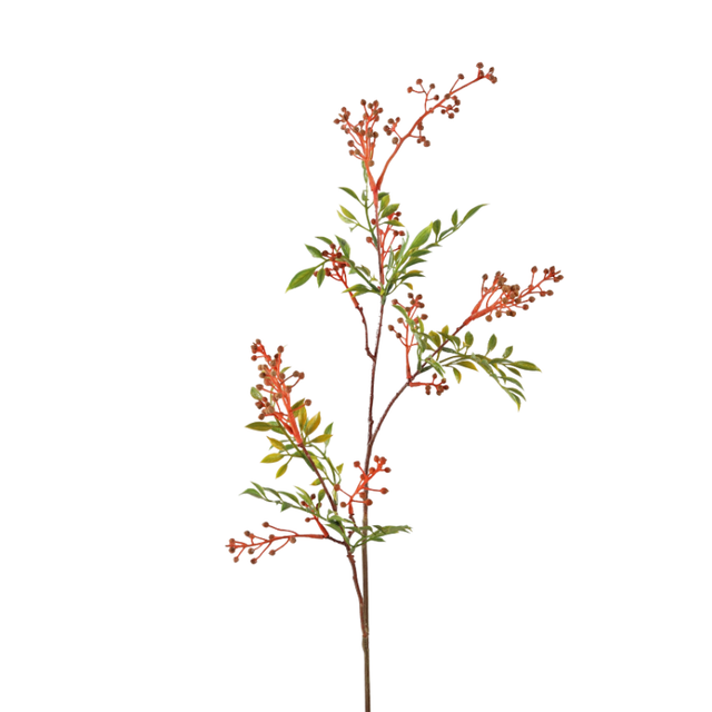 Aglaia odorata spray oranje