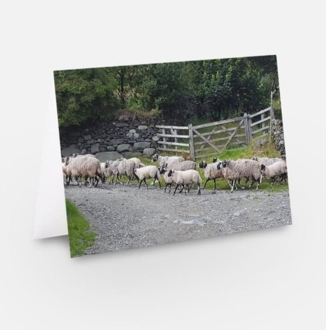 Trail of herdwick sheep The Lake District wildlife greeting card