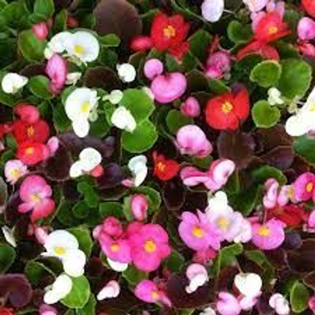 Begonia - Semperflorens Mixed: 6 Plants (Ref: D)