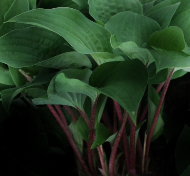 Hosta 'Red Cadet' P9