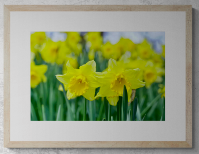 Golden Sea of Daffodils - Print