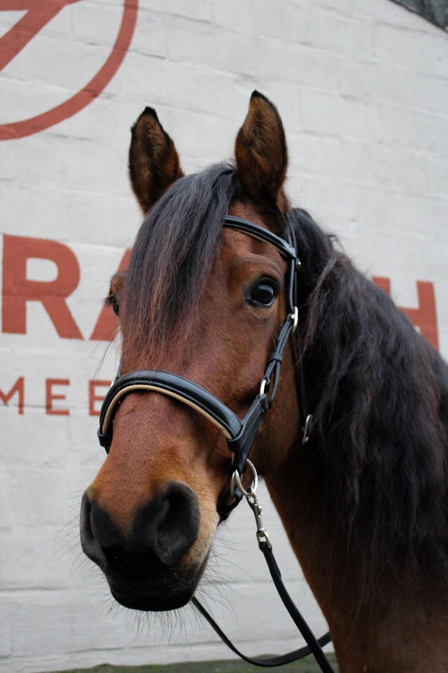 FRA Pardoes de luxe bitloos side pull incl. teugels