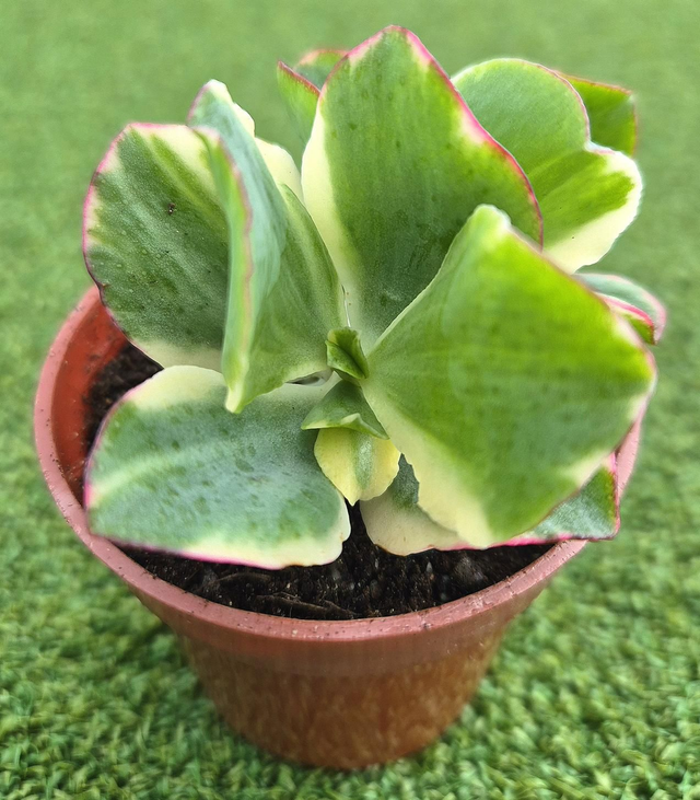 Crassula &#039;Curly Green Variegata&#039; (Rare)