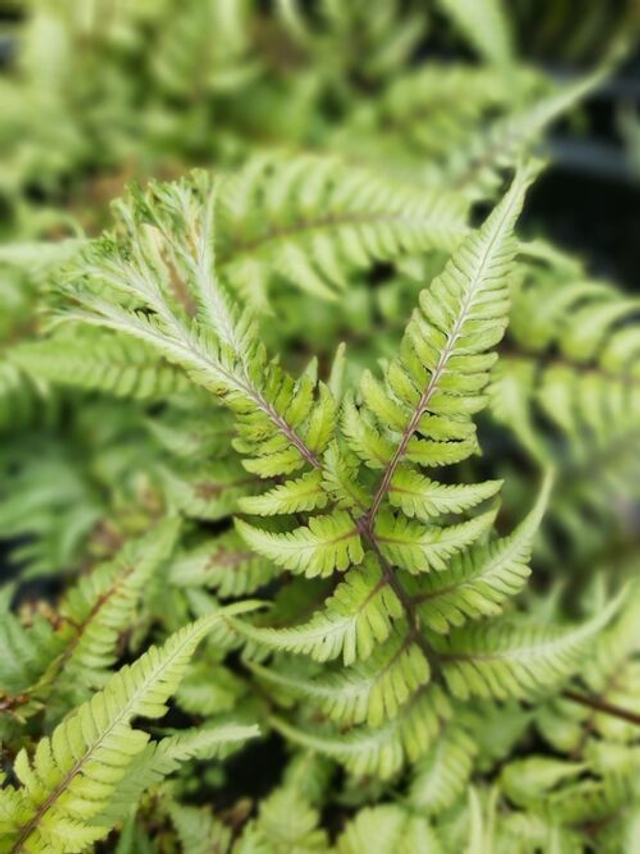 Athyrium nipponicum 'Applecourt' Crested Painted Fern 