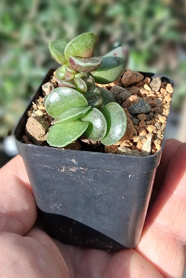 D01 . Adromischus cooperi