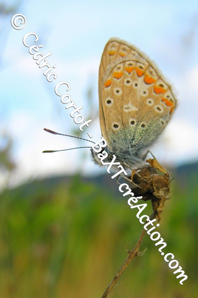 Impression sur alu dibond - Le petit monde du Vivant (ref 4264)