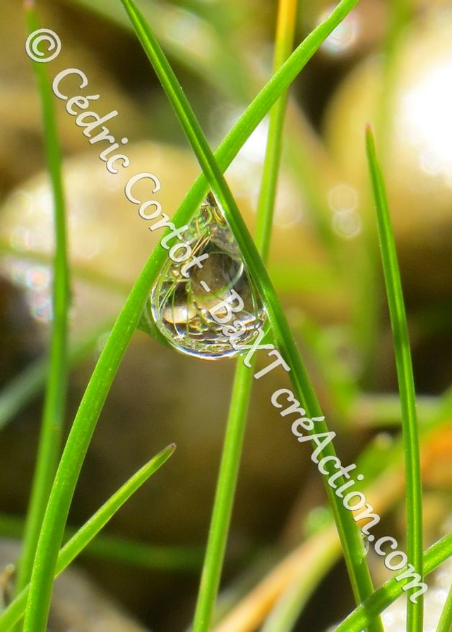 1 - Carte postale - Rosée et gouttes de pluie (Ref 8400)