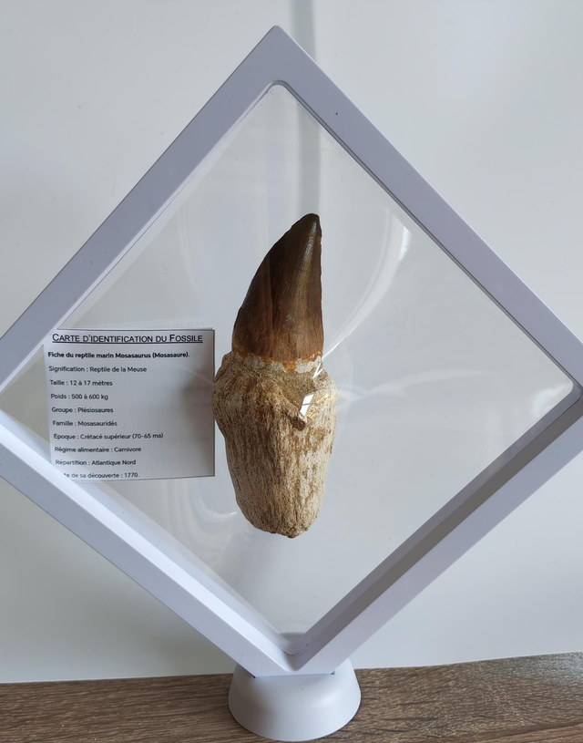 Dent fossile de Mosasaure 