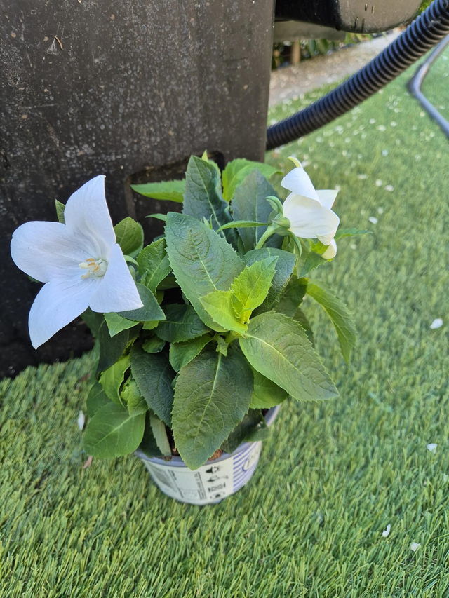 Platycodon blanc pot de 12cm