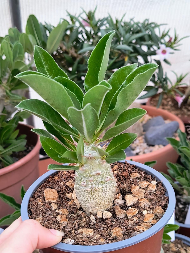 Pachypodium saundersii 