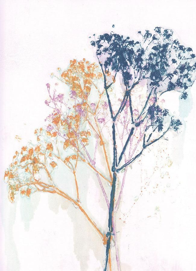 BotanikDruck Gipskraut