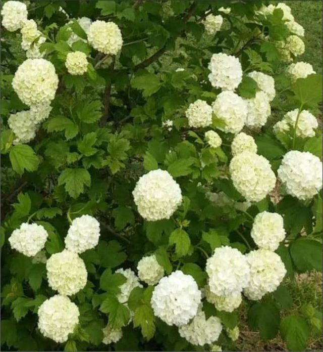 viburnum opulus snowball - 1ltr pot