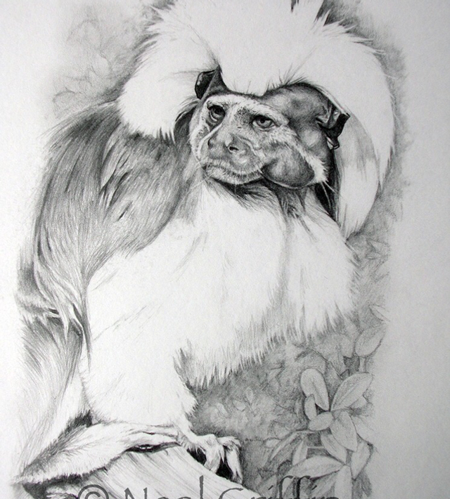 Cotton Top Tamarin drawing