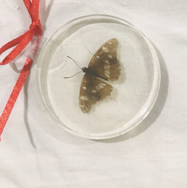 Farfalla vera ciondolo sgh2