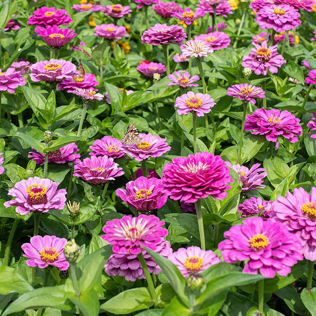 Zinnia Dream (Dahlia Flowered)