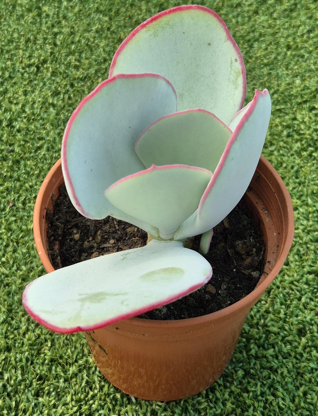 Cotyledon orbiculata - Pig&#039;s Ear