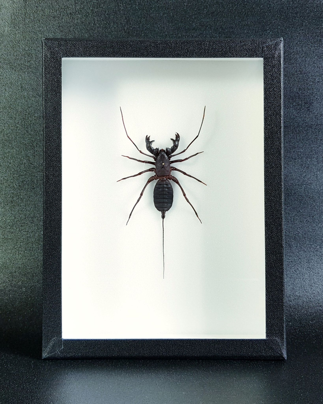 Hypoctonus rangunensis