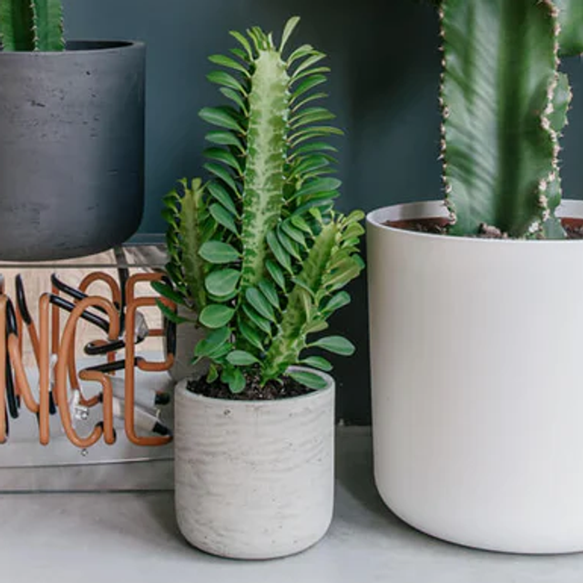 Euphorbia trigona rubra (African Milk Tree)