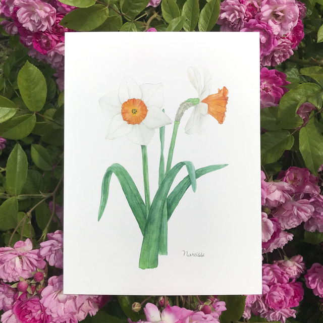 Narcisse 18x24cm
