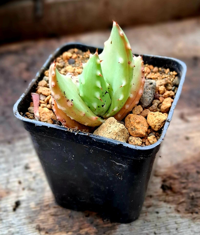 D132 . Aloe aculeata in vaso 7