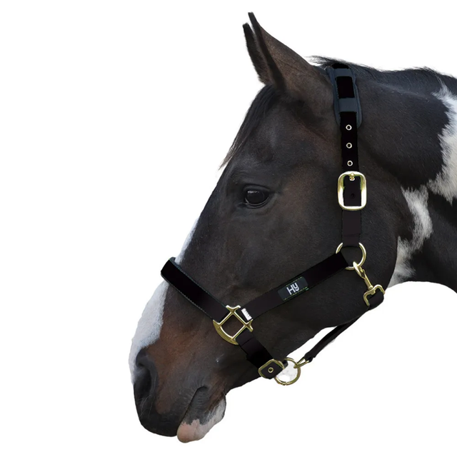 HY Deluxe Padded Head Collar BLACK
