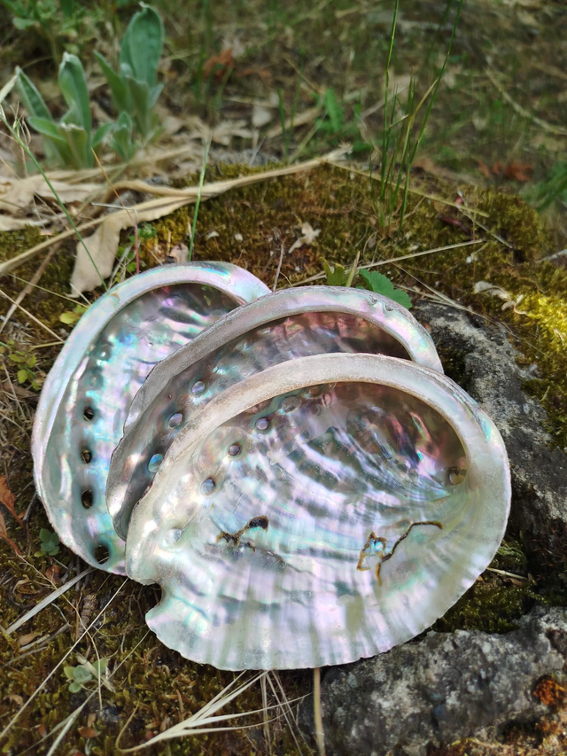 Coquille d'Ormeau 