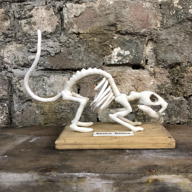 Rat Skeleton. Rattus Rattus
