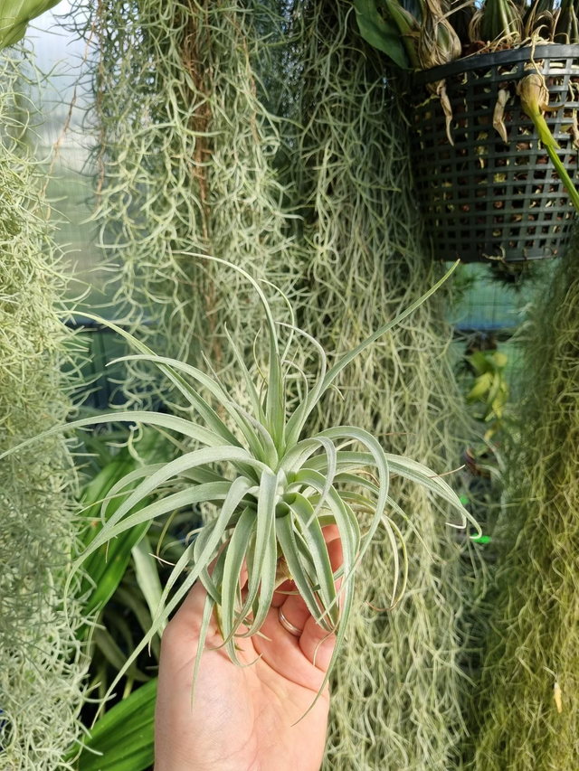 Tillandsia Singapore Sling (stricta x leomaniana)