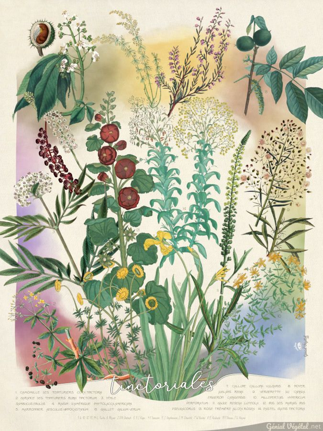 Affiche botanique : Tinctoriales, les plantes qui colorent 