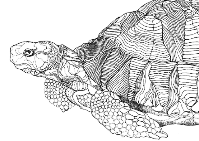 B&W A3 print - tortoise