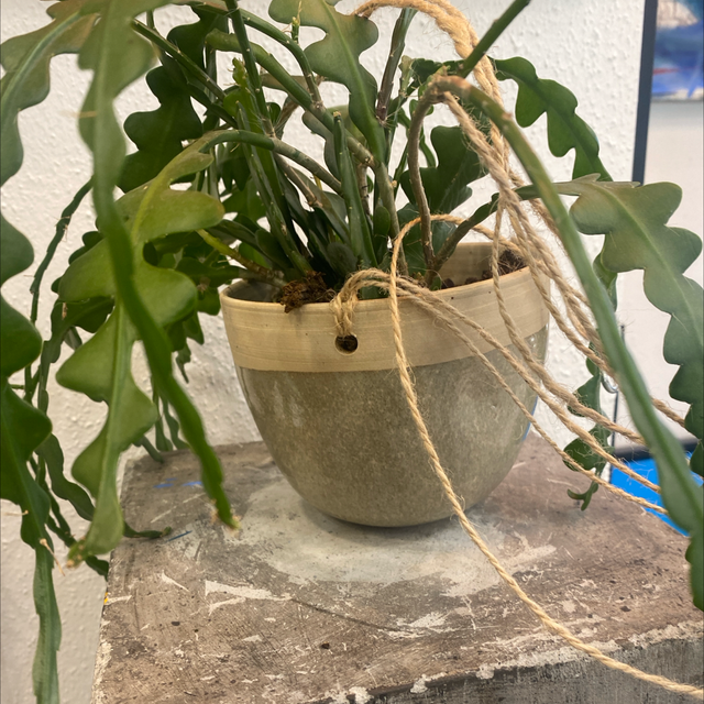 Ampler - grøn - CharlottesClayGround