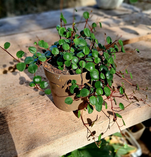 D22 . Peperomia 'Pepperspot'