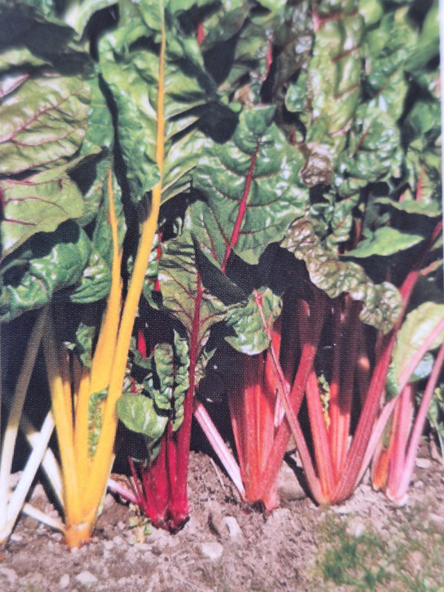 Bettes de couleurs Bio